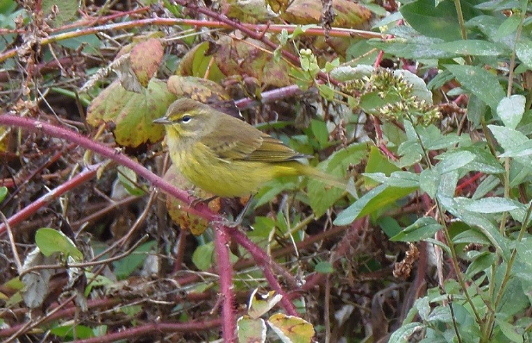 Palm Warbler - ML646726809