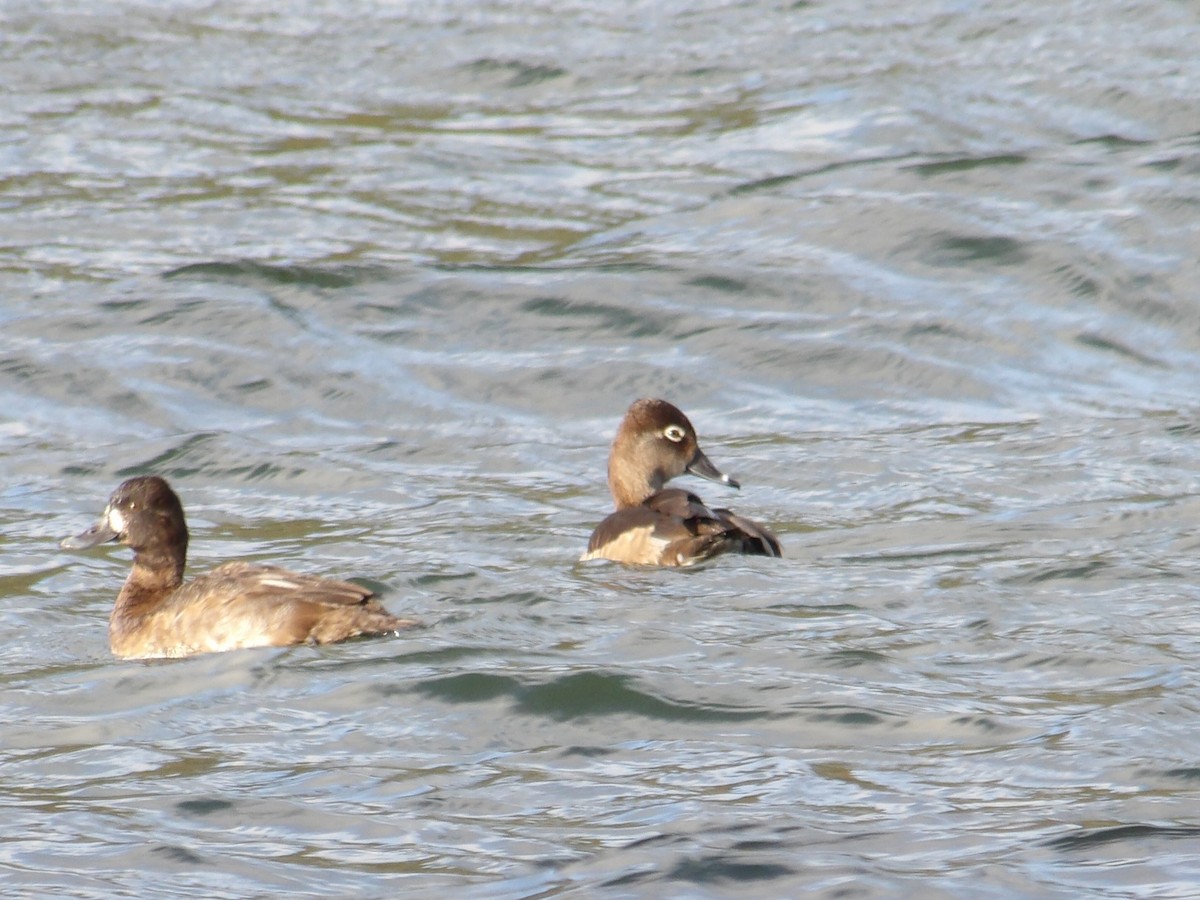 環頸潛鴨 - ML646726810