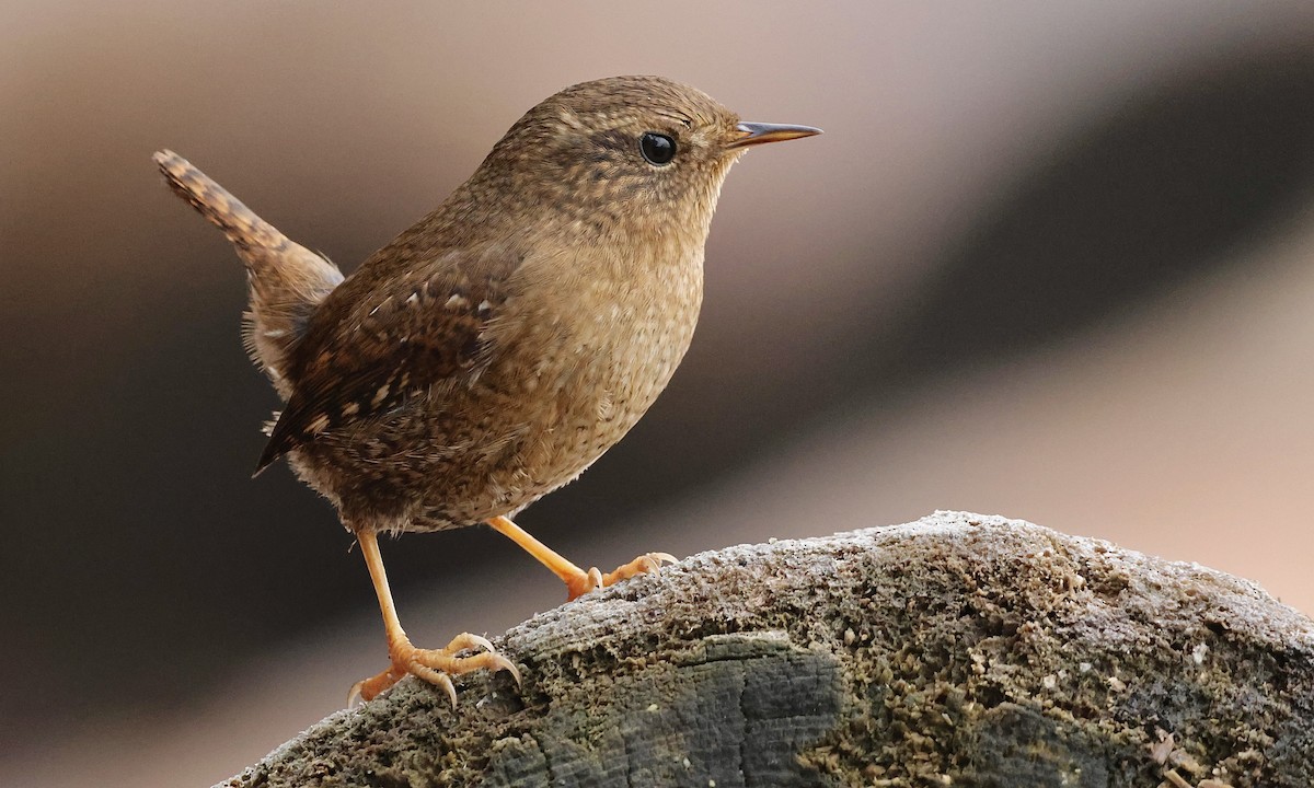 Pacific Wren - ML646726812