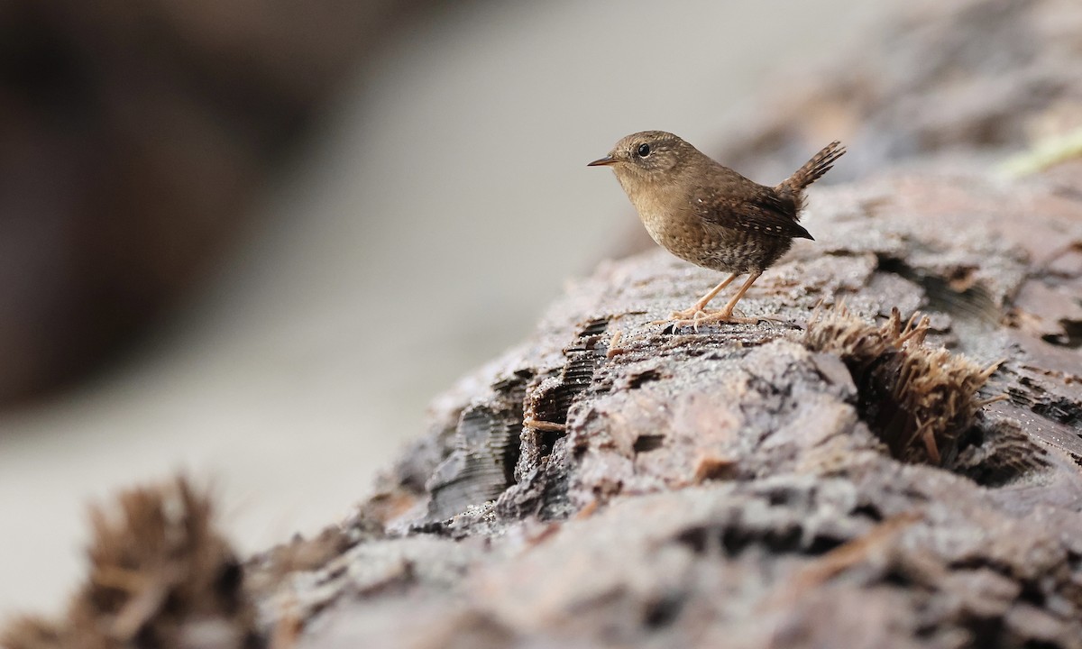 Pacific Wren - ML646726813