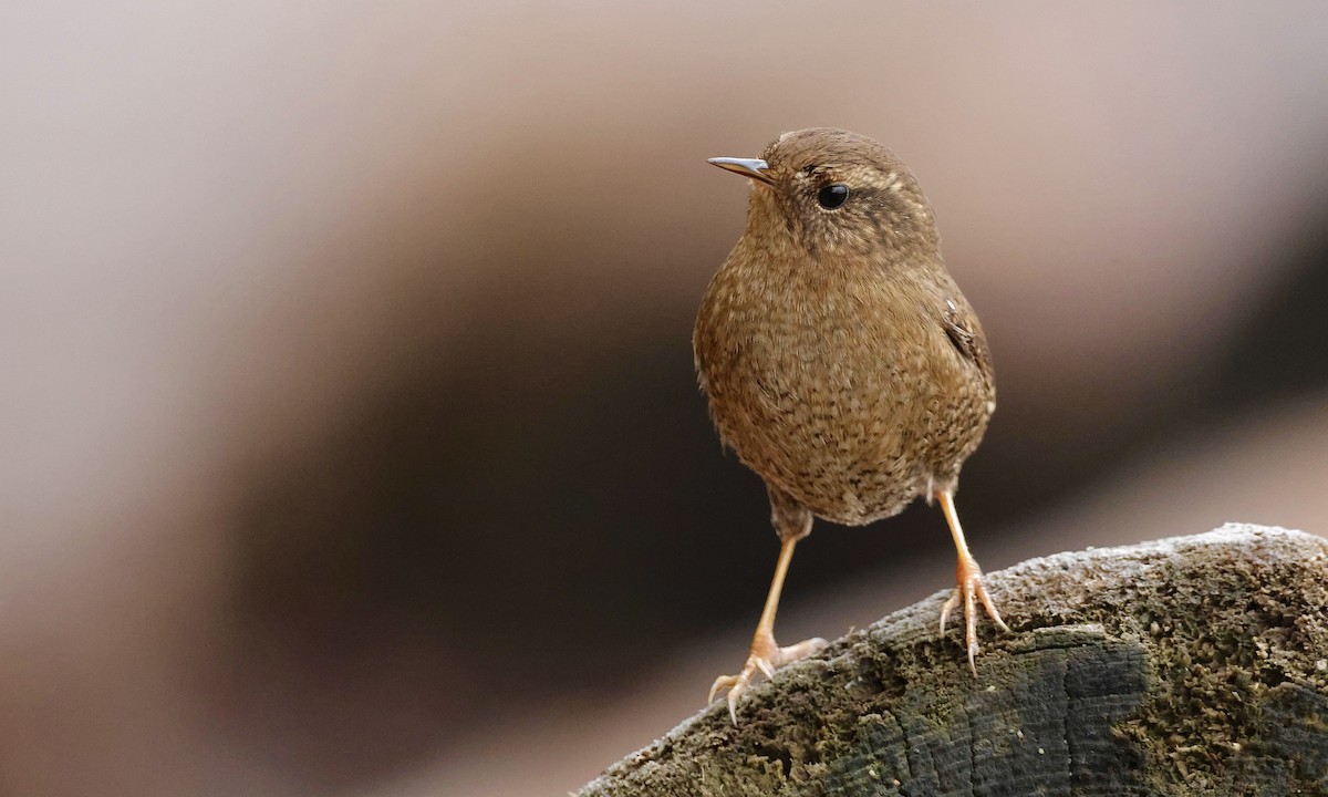 Pacific Wren - ML646726814