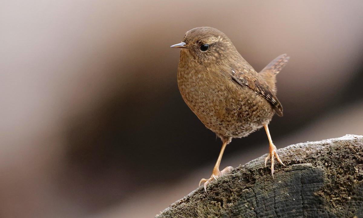 Pacific Wren - ML646726816