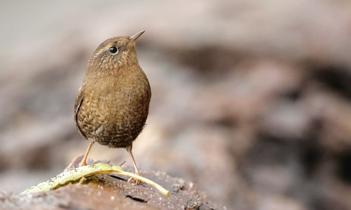 Pacific Wren - ML646726817