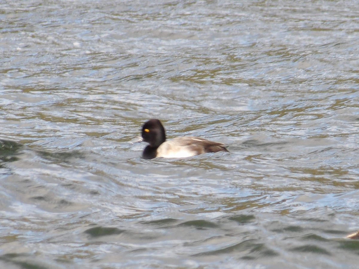 Lesser Scaup - ML646726818