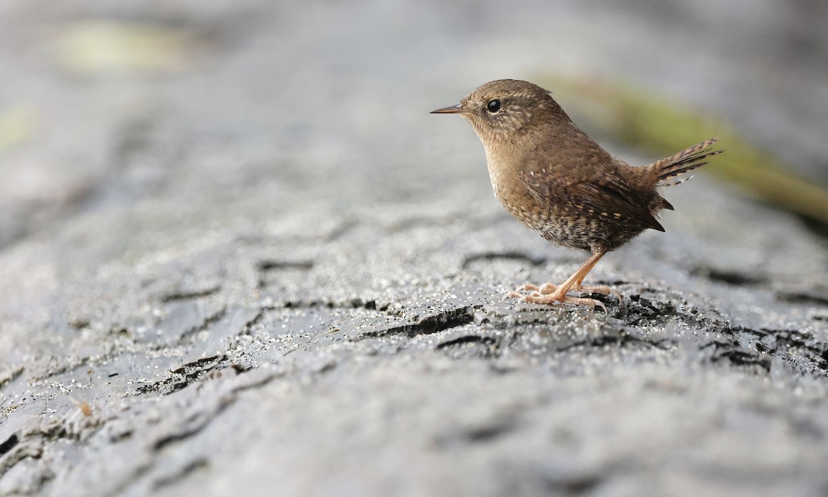 Pacific Wren - ML646726819