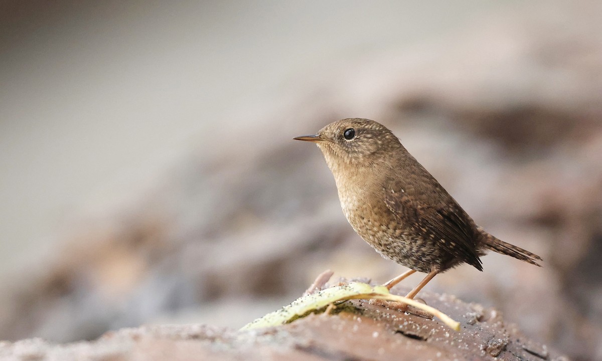 Pacific Wren - ML646726820