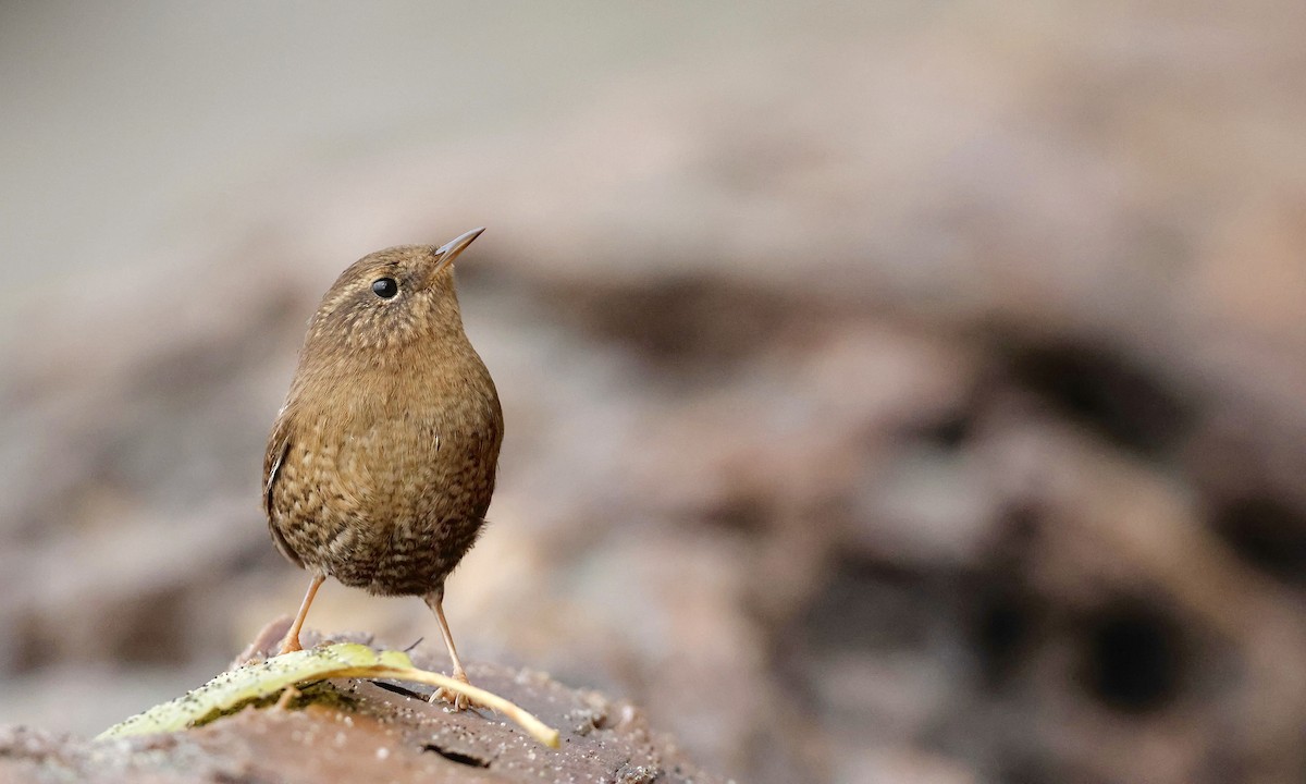 Pacific Wren - ML646726821