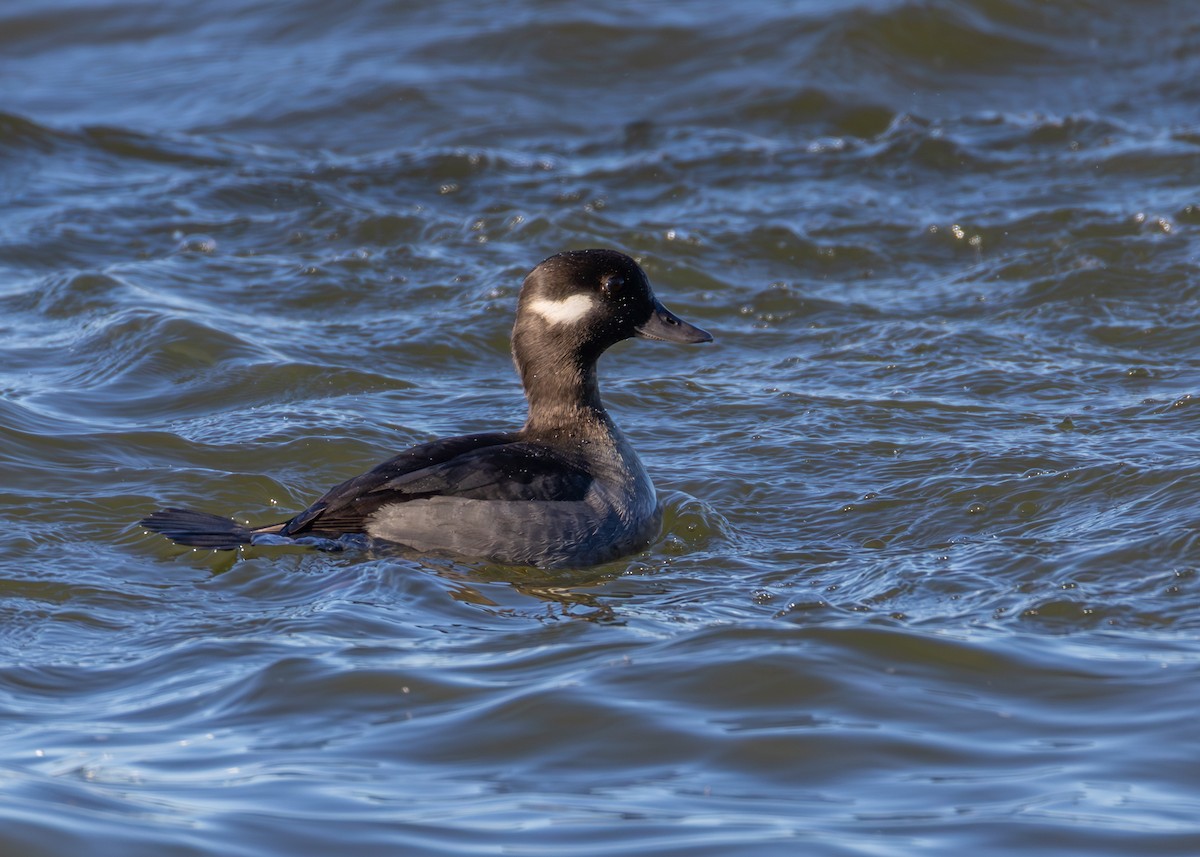 Bufflehead - ML646726827