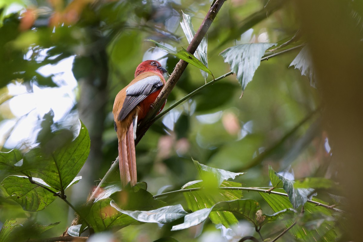Red-headed Trogon - ML646726828