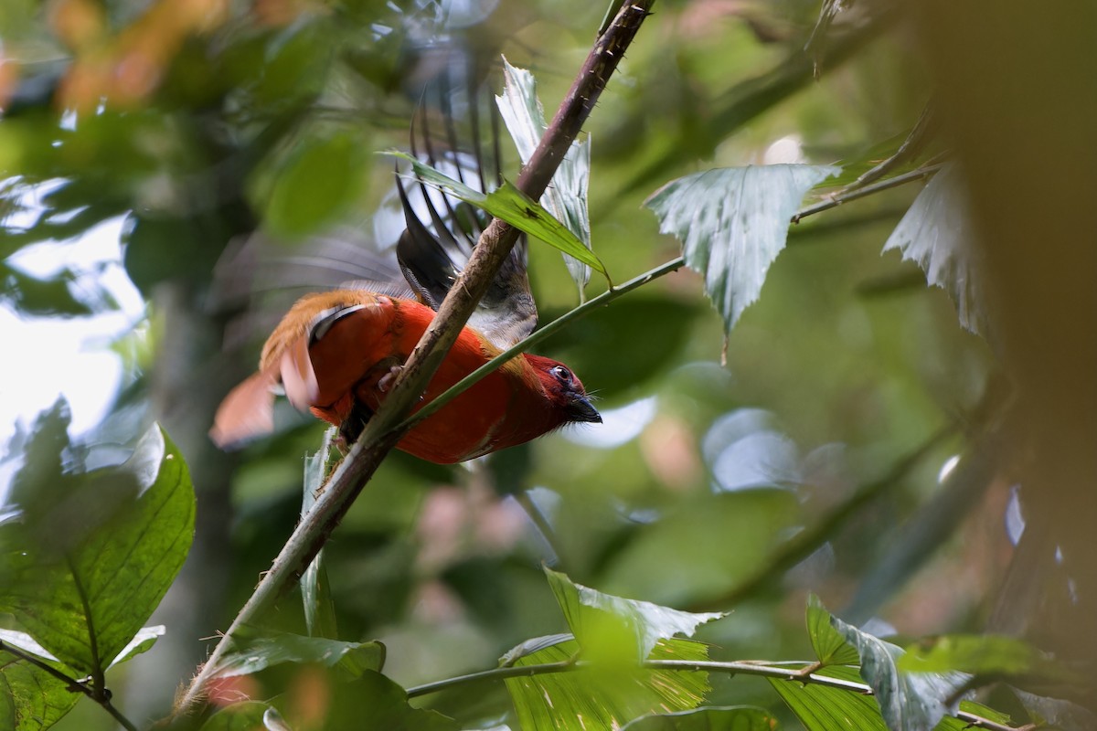 Red-headed Trogon - ML646726829