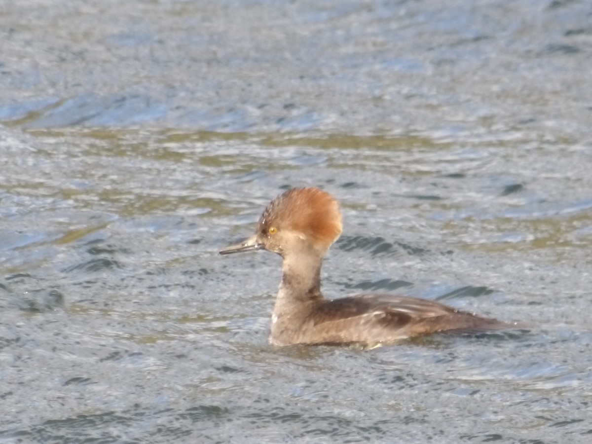 Hooded Merganser - ML646726830