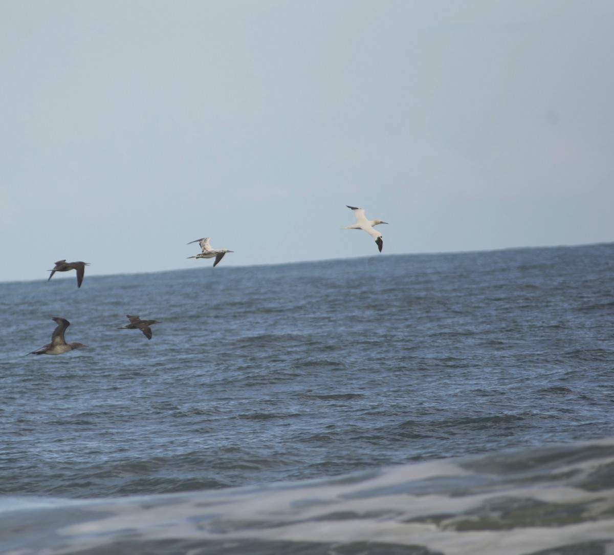 Northern Gannet - ML646726831