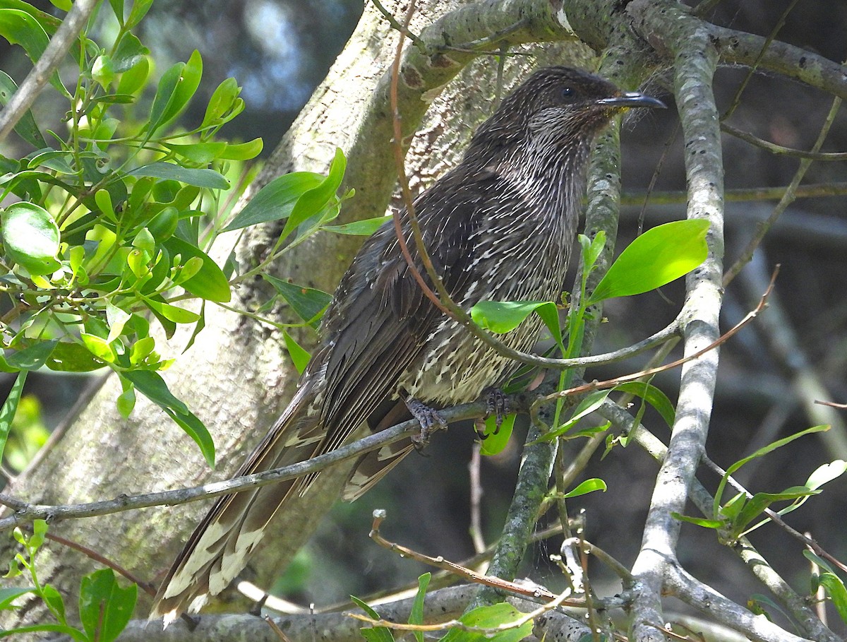 Little Wattlebird - ML646726833