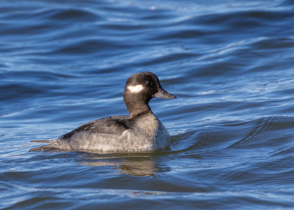 Bufflehead - ML646726834