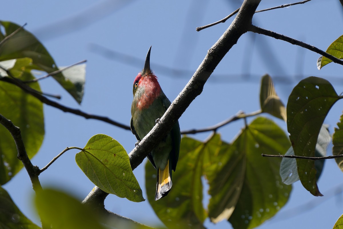 Red-bearded Bee-eater - ML646726835