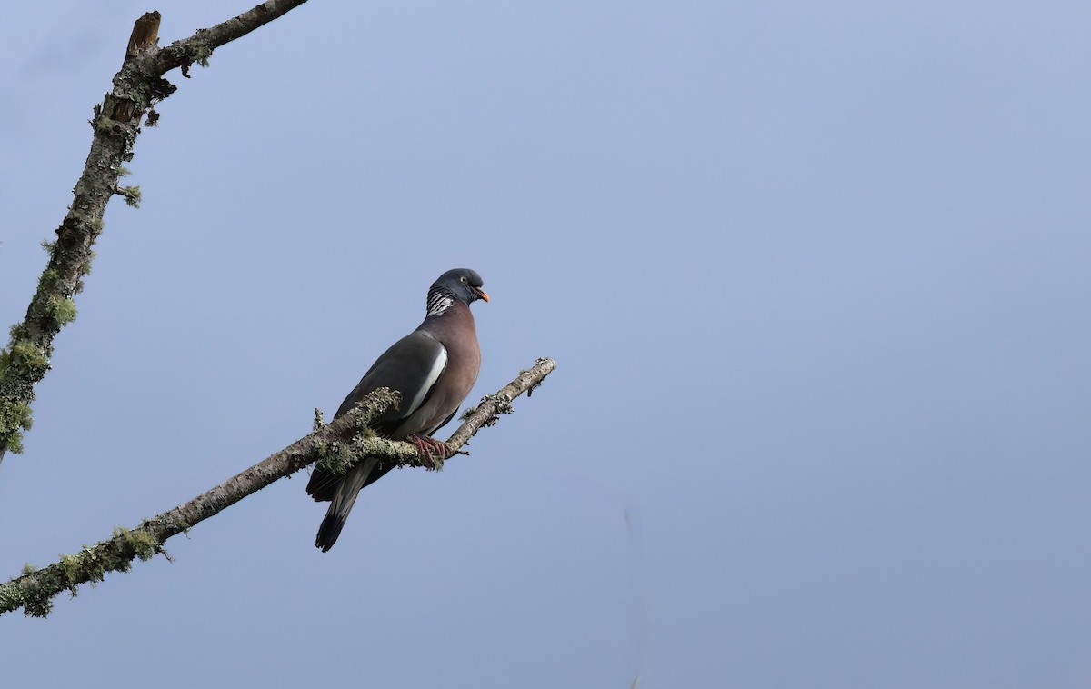 Common Wood-Pigeon - ML646726836