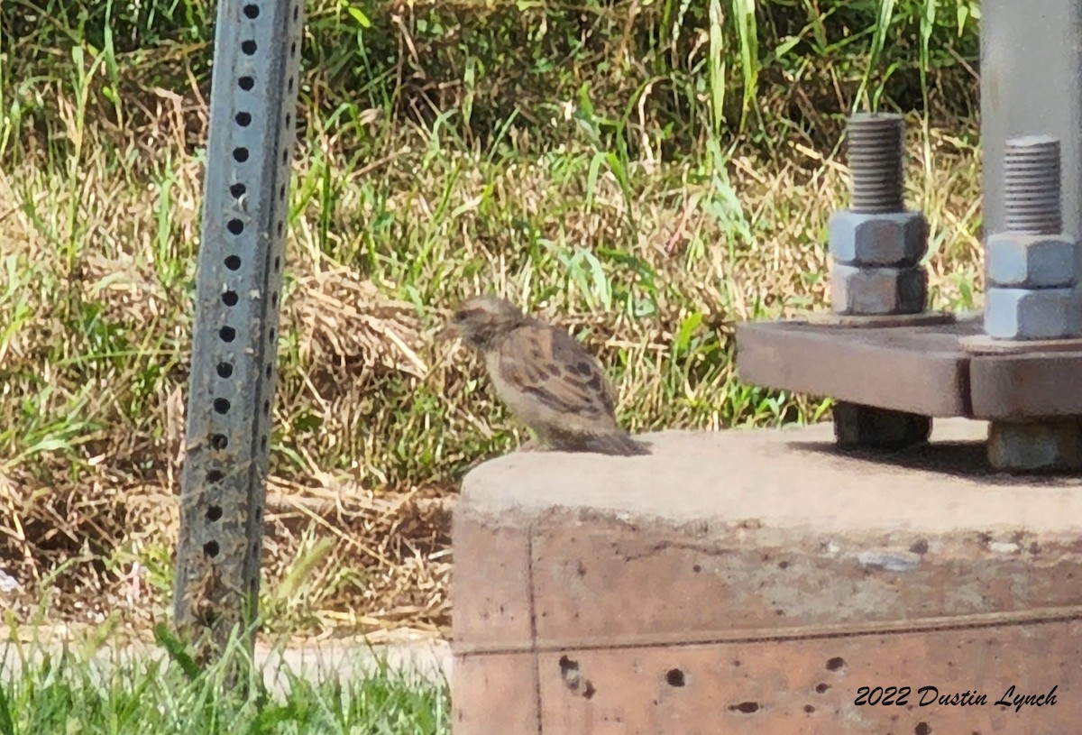 House Sparrow - ML646726837