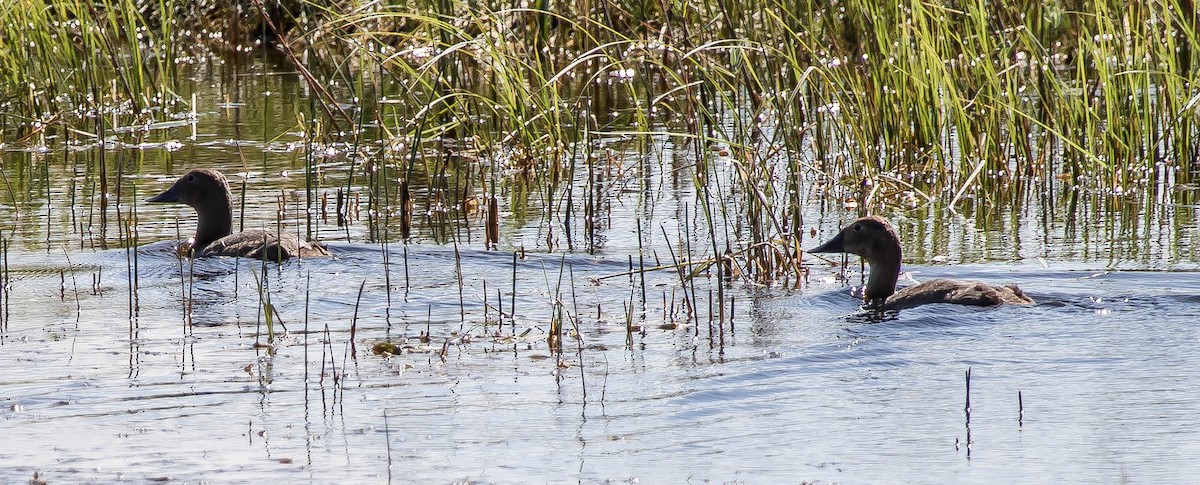 Canvasback - ML646726838