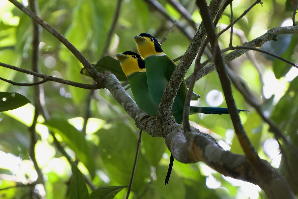 Long-tailed Broadbill - ML646726839