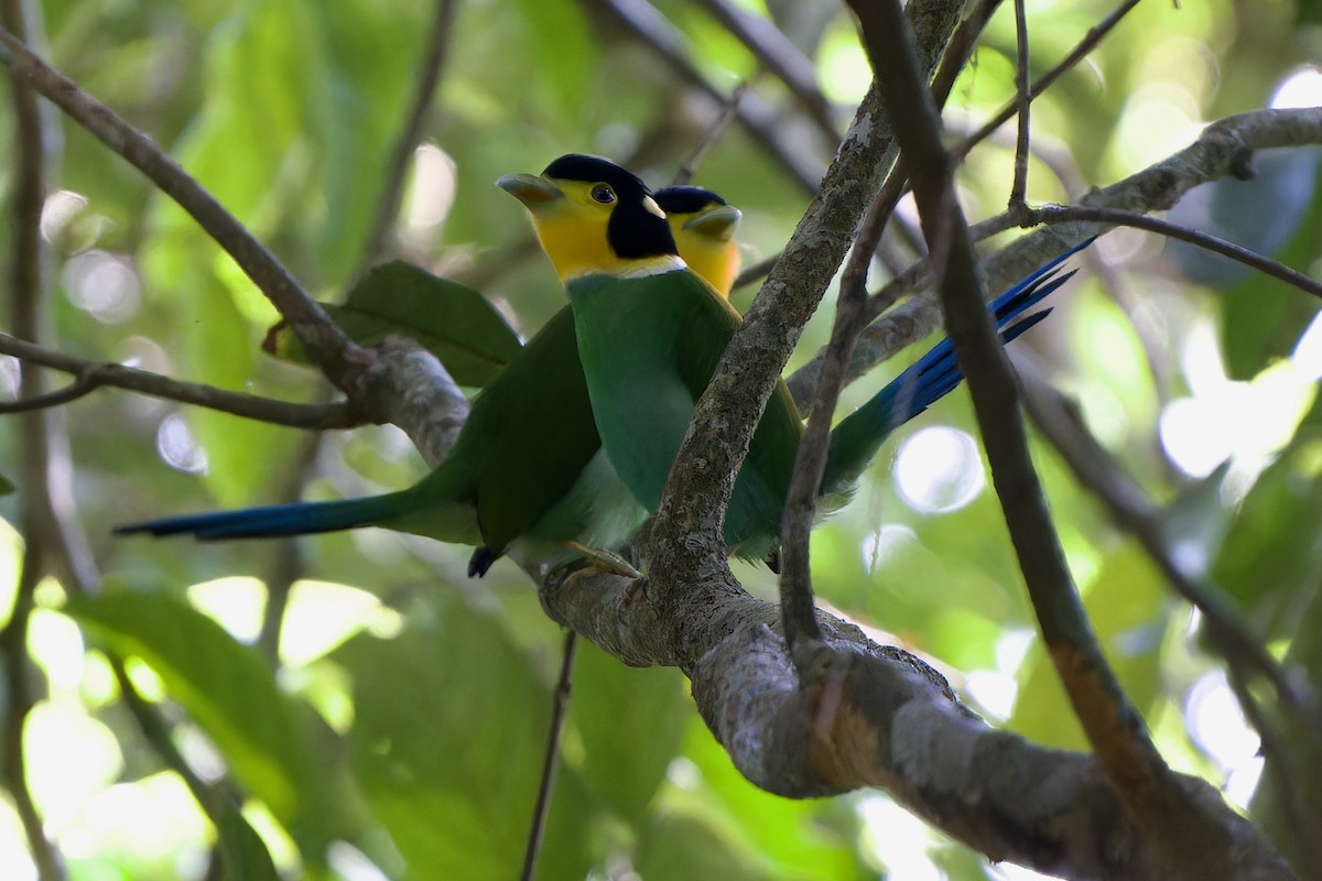Long-tailed Broadbill - ML646726840