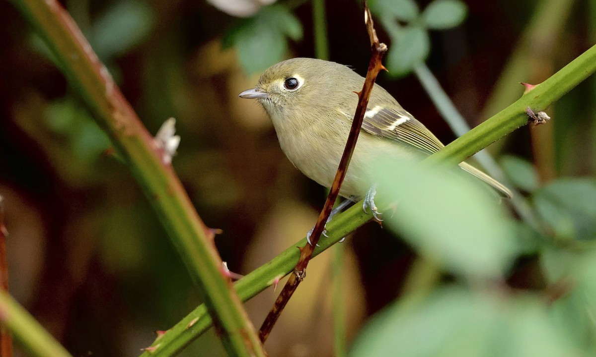 Hutton's Vireo - ML646726842