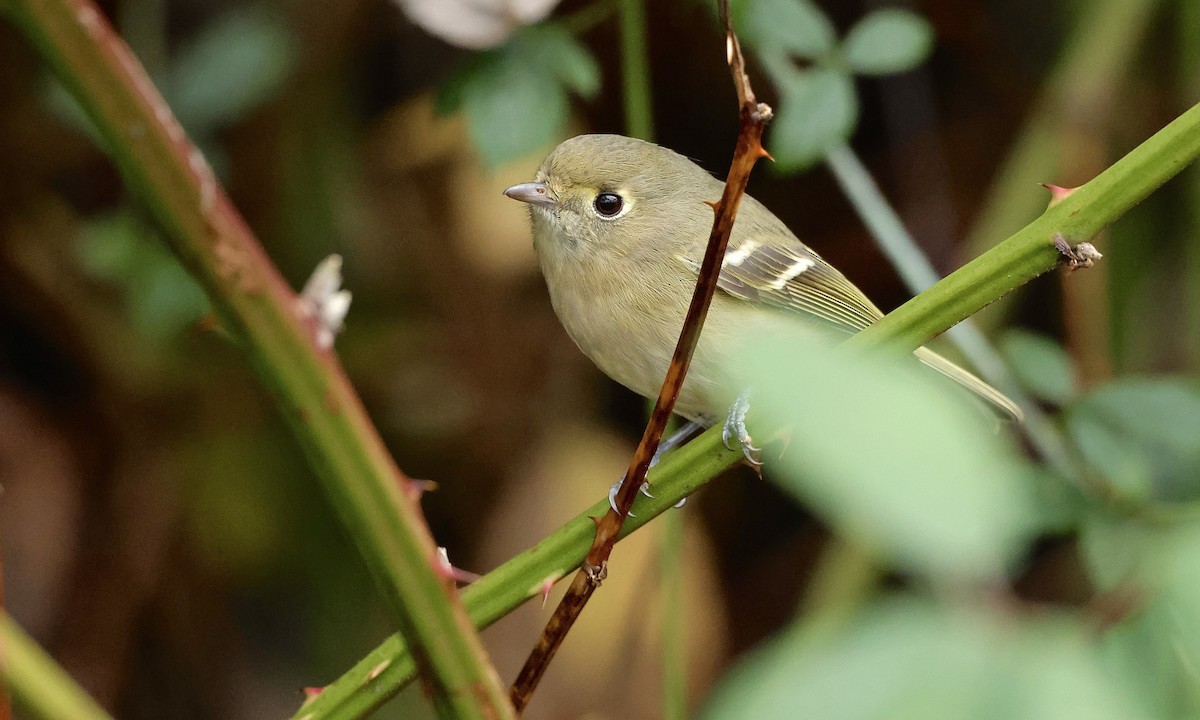 Hutton's Vireo - ML646726843