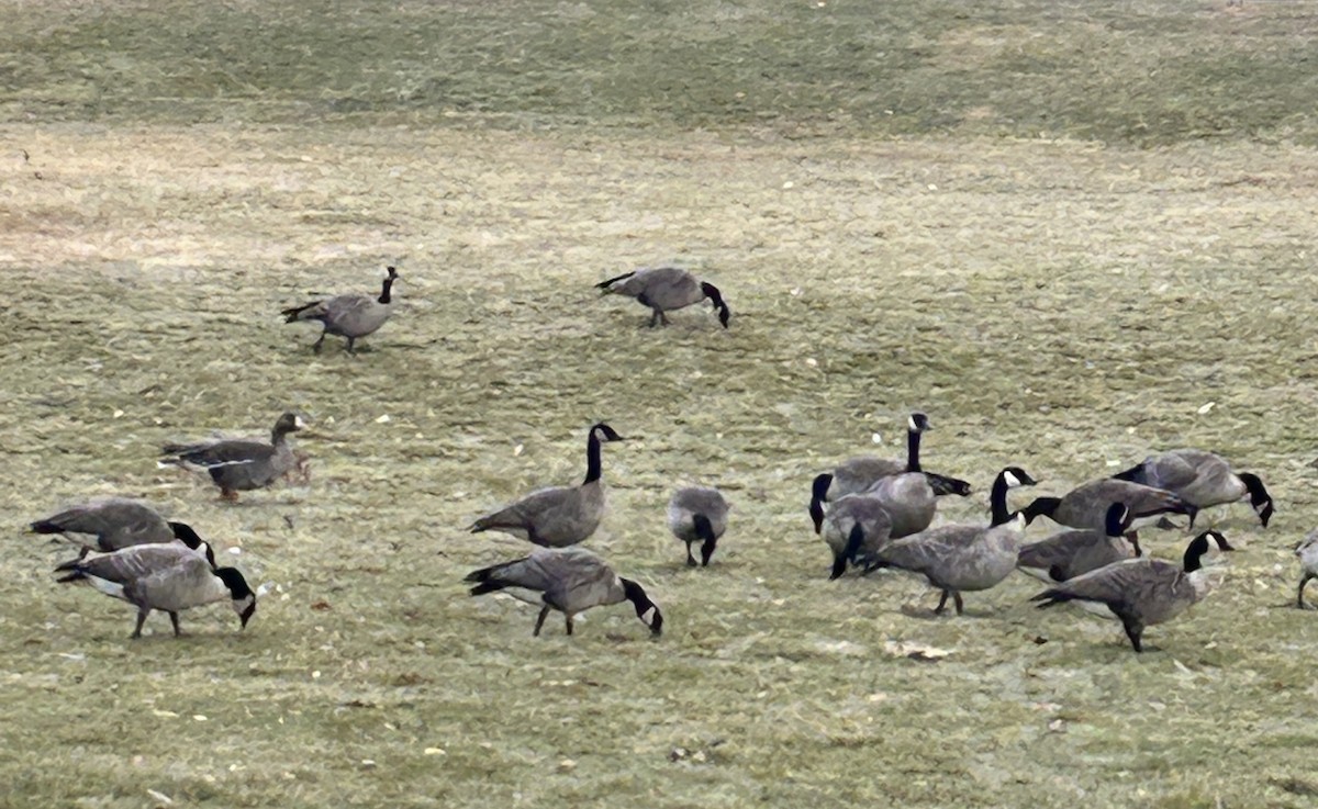 Greater White-fronted Goose - ML646726846