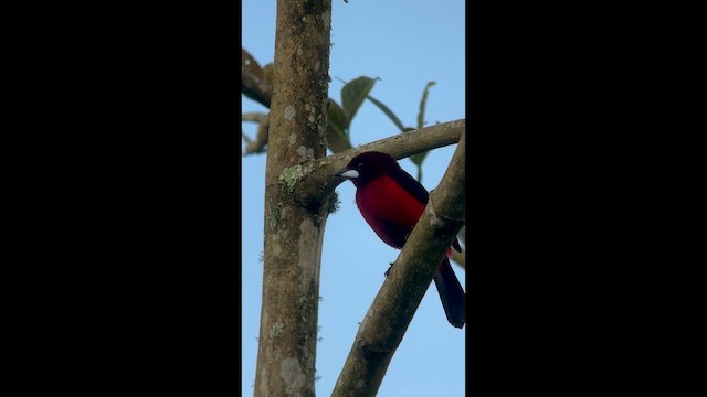 Crimson-backed Tanager - ML646726848