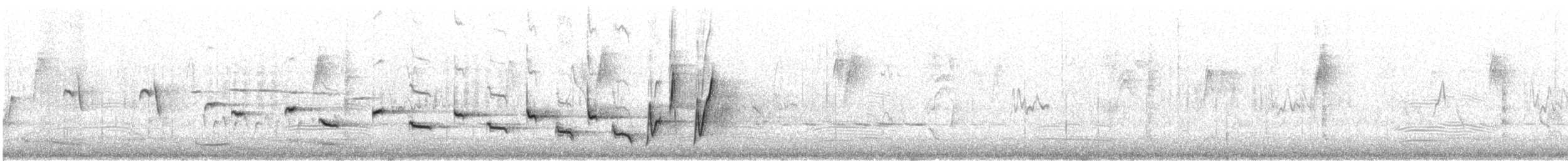 Noisy Scrub-bird - ML646726854