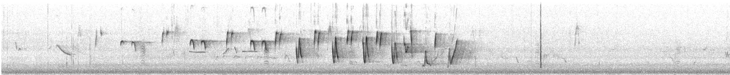 Noisy Scrub-bird - ML646726857