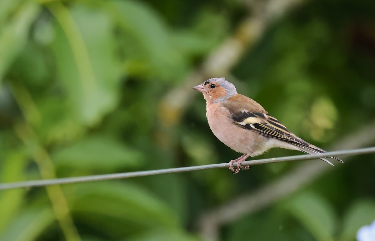 Дуулгат бужирга - ML646726862