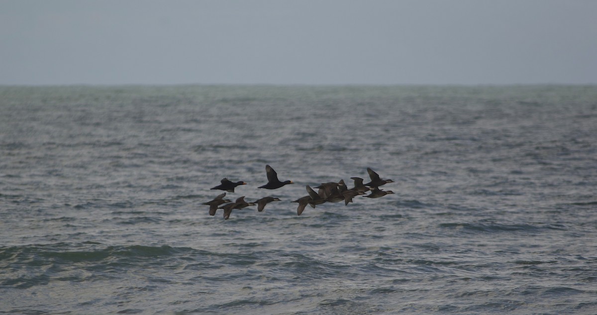 amerikasvartand - ML646726864