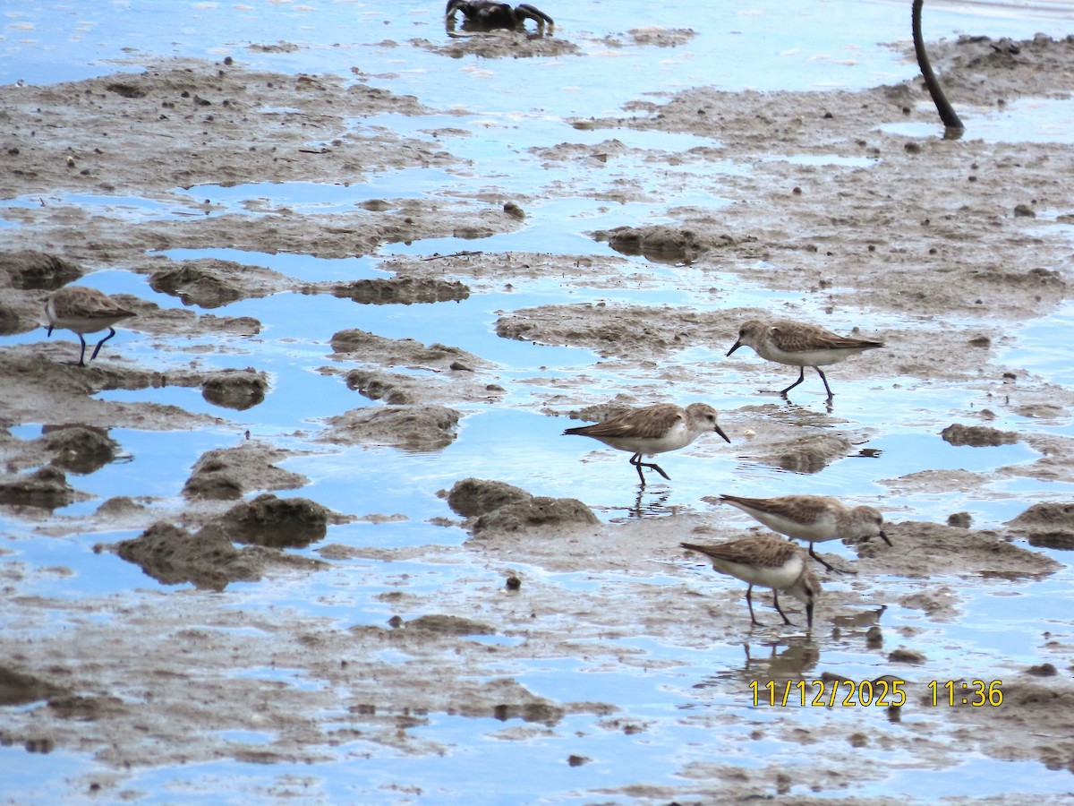 Песочник-красношейка - ML646726865