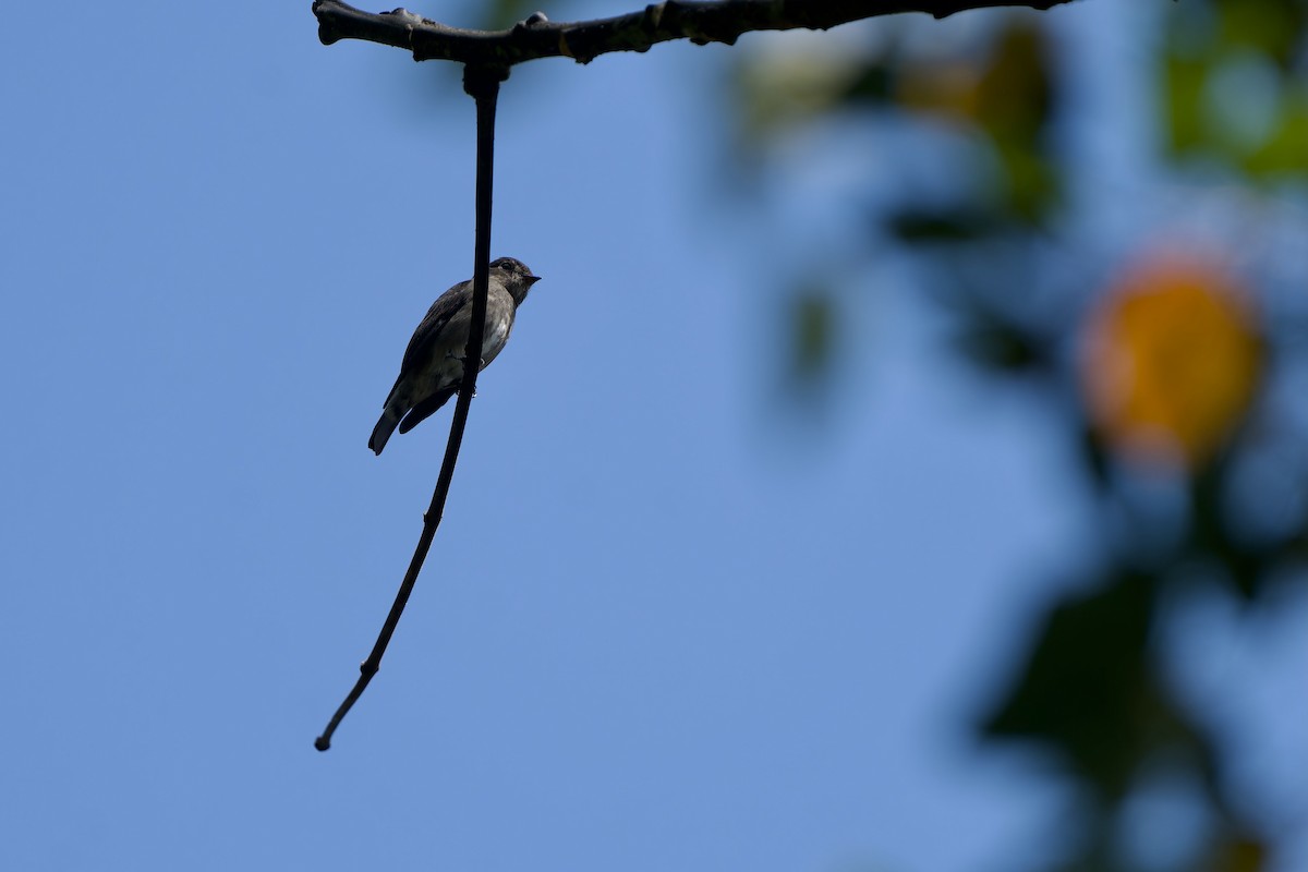 gråflankefluesnapper - ML646726869