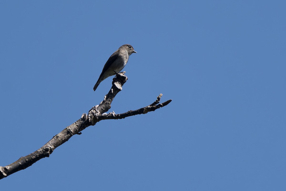 gråflankefluesnapper - ML646726871