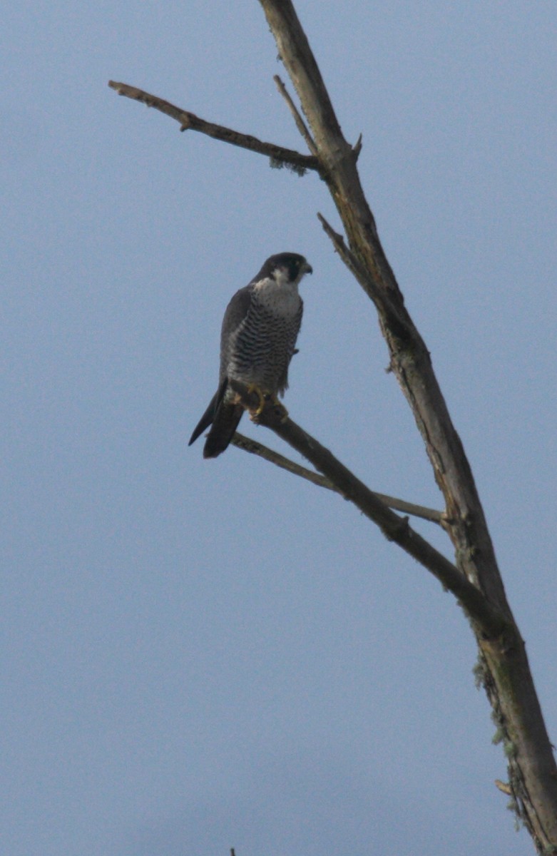 Peregrine Falcon - ML646726873