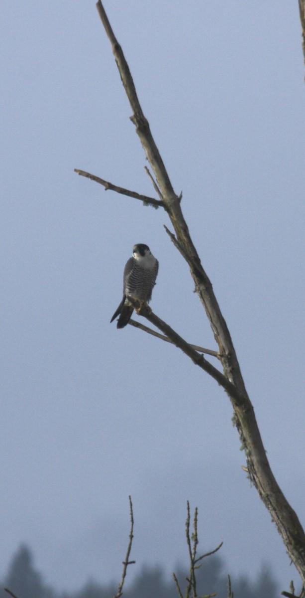 Peregrine Falcon - ML646726874