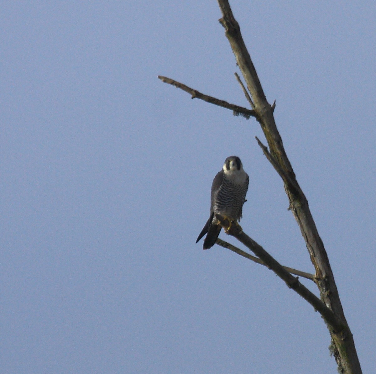 Peregrine Falcon - ML646726875