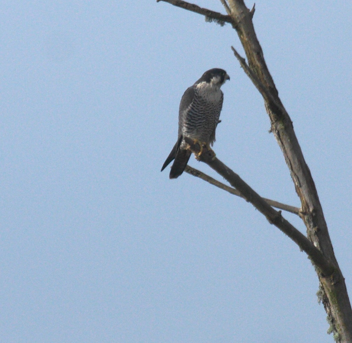 Peregrine Falcon - ML646726876