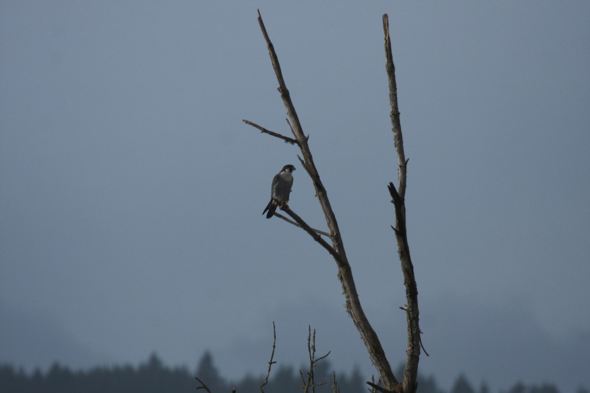 Peregrine Falcon - ML646726877