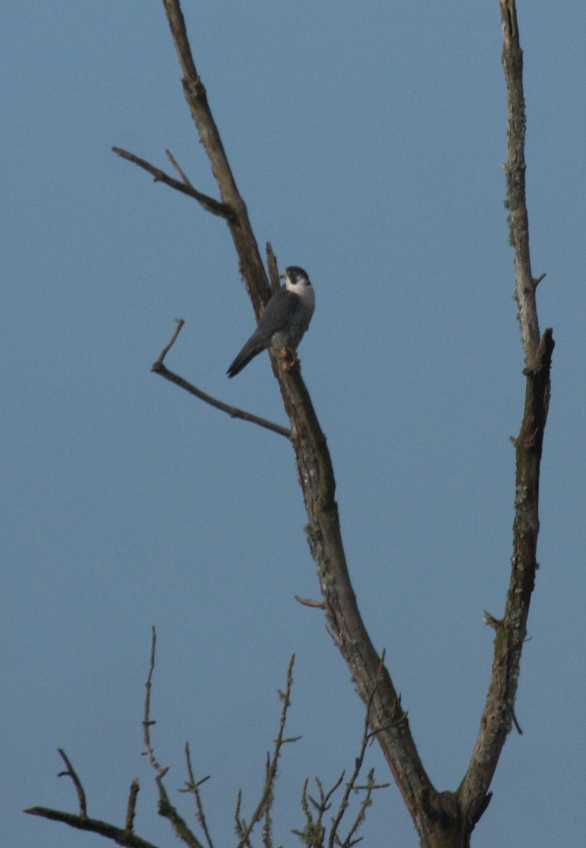 Peregrine Falcon - ML646726878