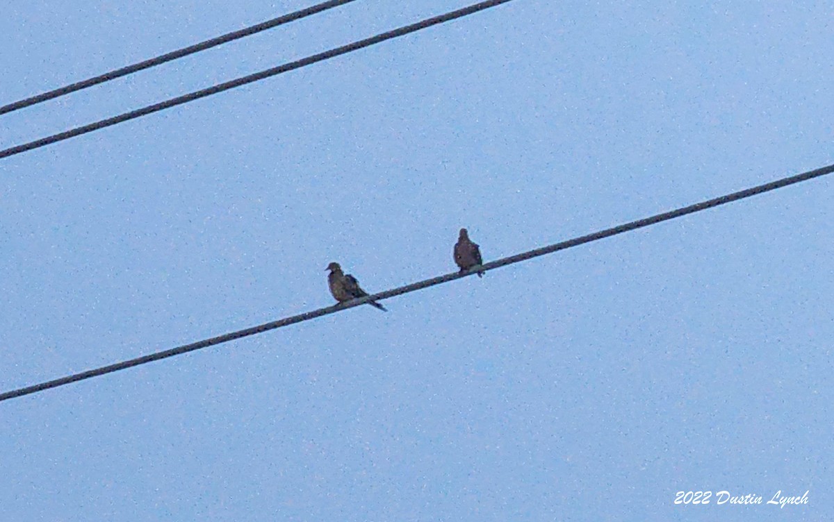 Zenaida Huilota - ML646726881