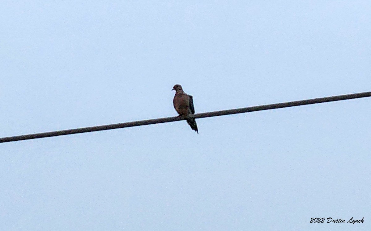 Mourning Dove - ML646726882