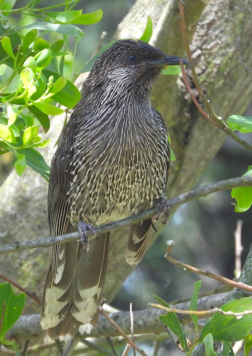 Рыжекрылый серёжкоух - ML646726883