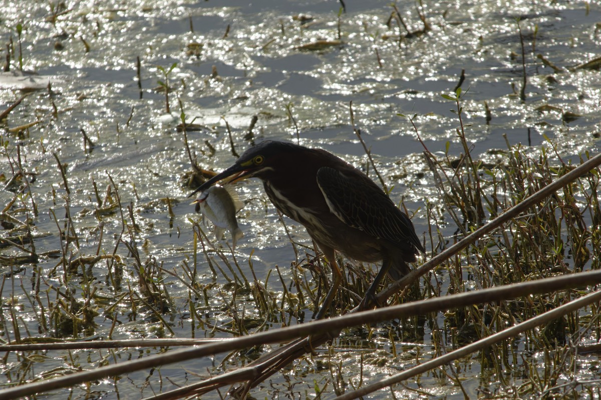 Green Heron - ML646726887