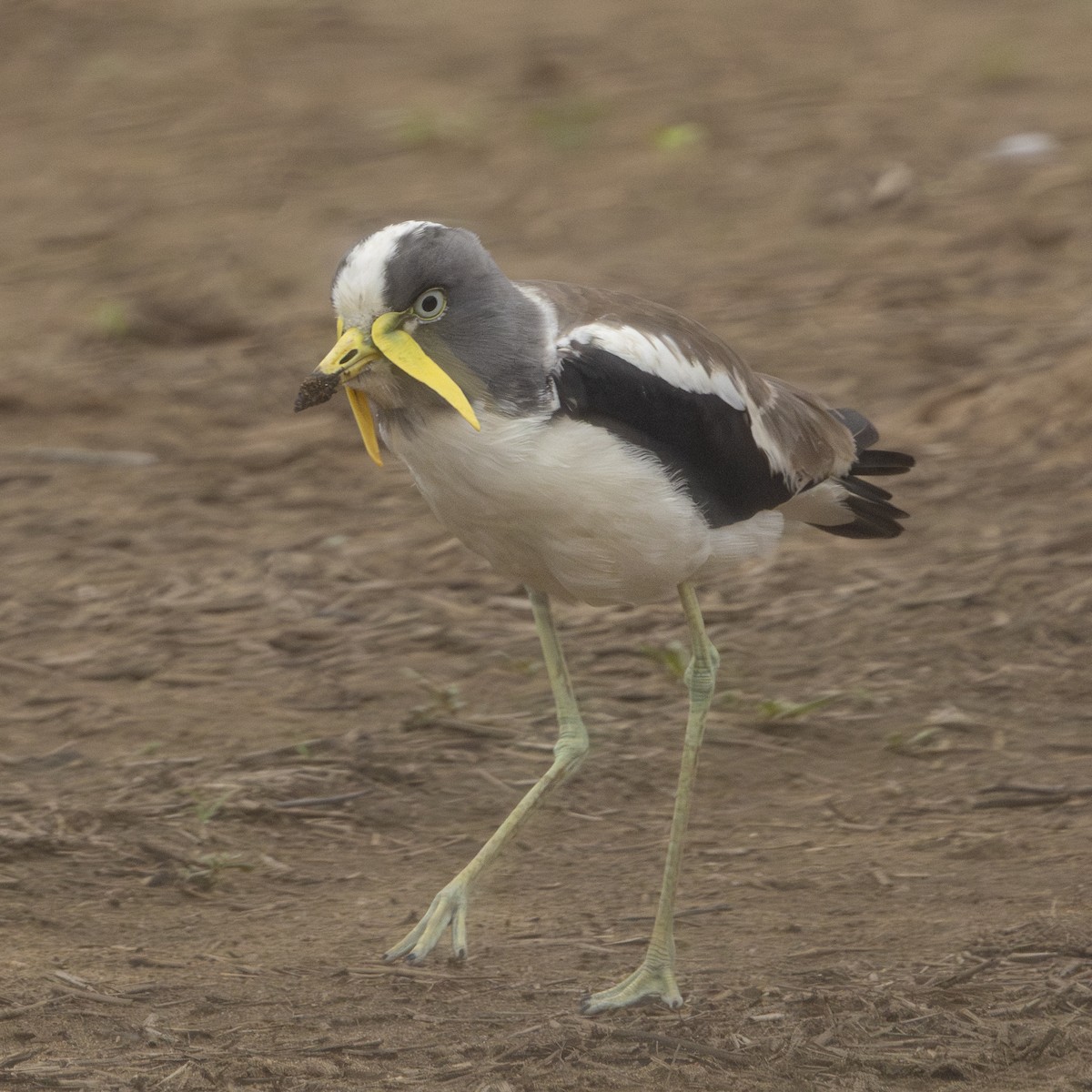 White-crowned Lapwing - ML646726888