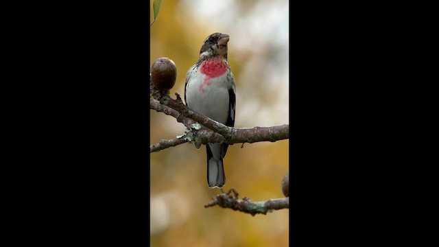 גבתאי ורוד-חזה - ML646726892