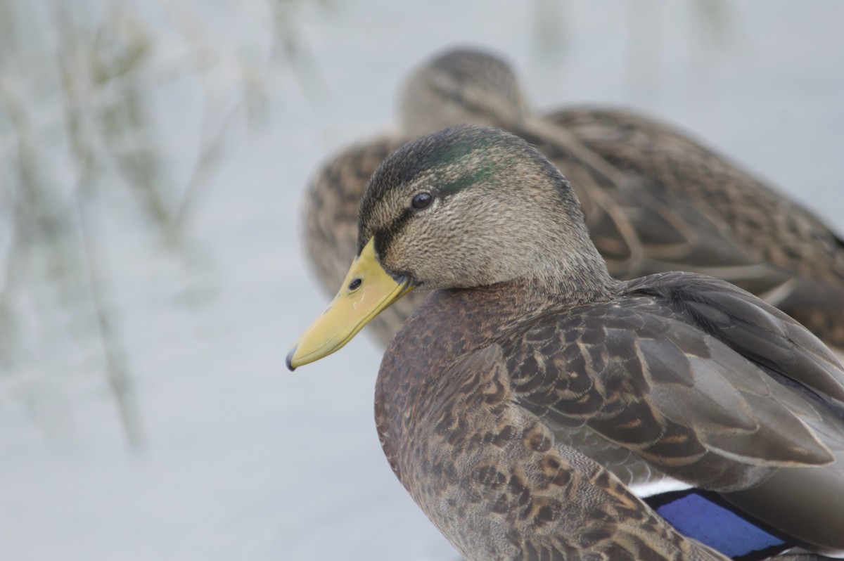 Mallard (Domestic type) - ML646726894