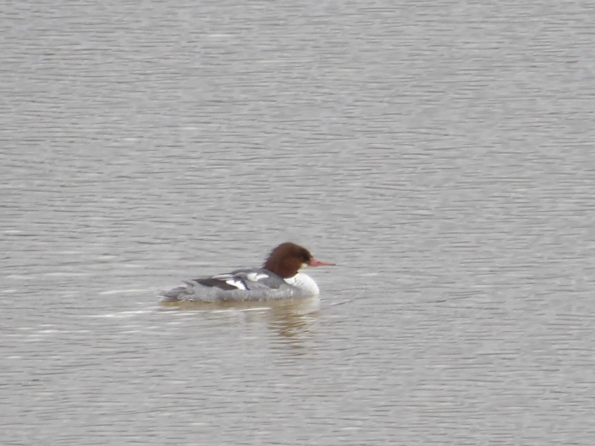 Serreta Grande - ML646726902