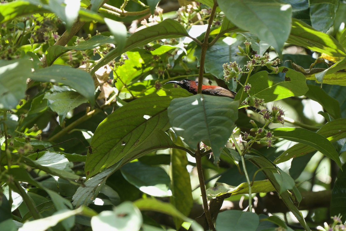 Suimanga Gorjinegro (gorjinegro) - ML646726904